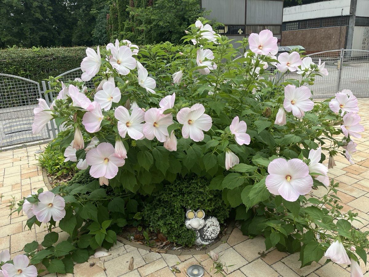Virágzó hibiszkuszbokor a villa kertjében